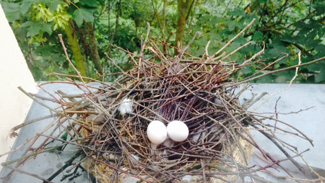 Taube Auf Dem Dach Redbug Home